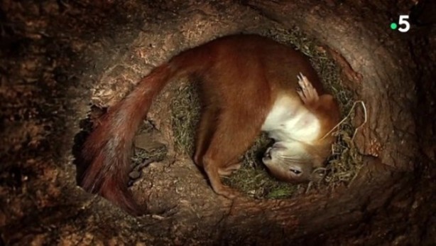 Foto - Sincabın doğum yaptığı anlar kameraya yansıdı