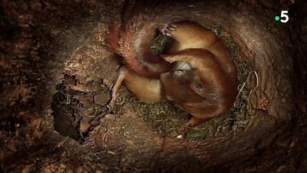 Foto - Sincabın doğum yaptığı anlar kameraya yansıdı