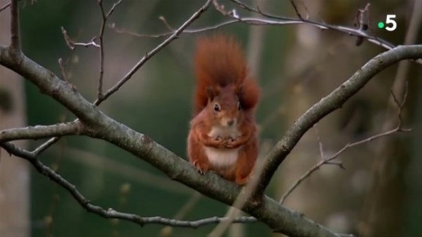 Sincabın doğum yaptığı anlar kameraya yansıdı