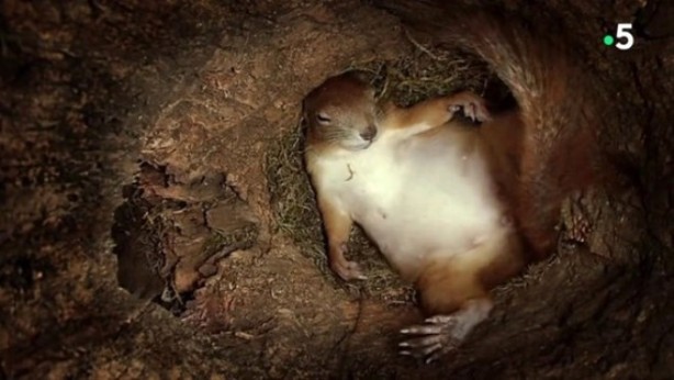 Foto - Sincabın doğum yaptığı anlar kameraya yansıdı