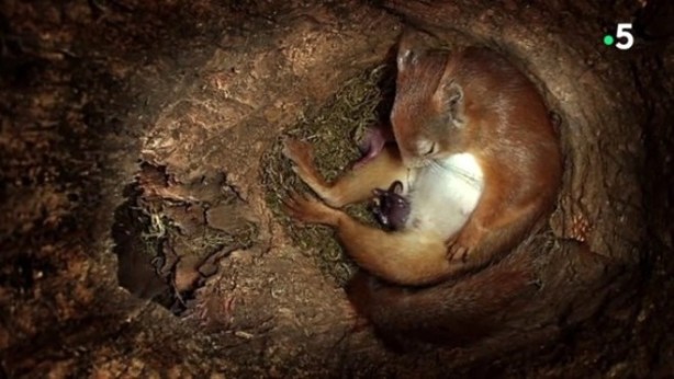 Foto - Sincabın doğum yaptığı anlar kameraya yansıdı