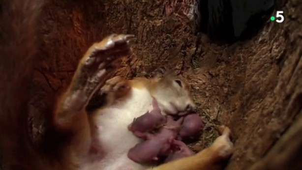 Foto - Sincabın doğum yaptığı anlar kameraya yansıdı