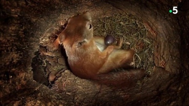 Foto - Sincabın doğum yaptığı anlar kameraya yansıdı