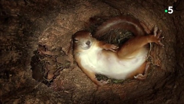 Foto - Sincabın doğum yaptığı anlar kameraya yansıdı