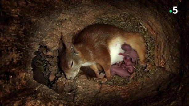 Foto - Sincabın doğum yaptığı anlar kameraya yansıdı