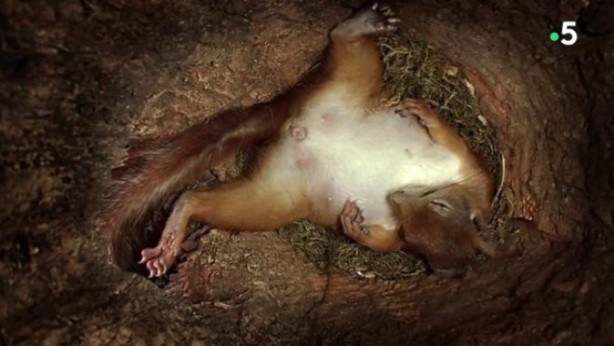 Foto - Sincabın doğum yaptığı anlar kameraya yansıdı