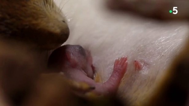 Foto - Sincabın doğum yaptığı anlar kameraya yansıdı