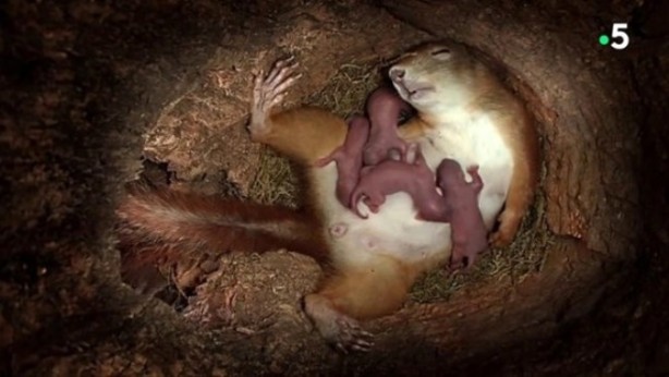 Foto - Sincabın doğum yaptığı anlar kameraya yansıdı