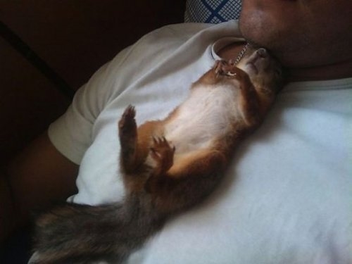 Foto - Sincabın insanla dostluğu