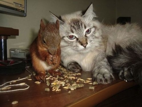 Foto - Sincabın insanla dostluğu