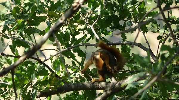 Foto - Sincabın meşe palamudu keyfi görüntülendi