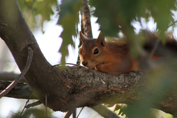 Foto - Sincabın meşe palamudu keyfi görüntülendi