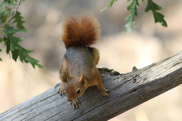 Foto - Sincabın meşe palamudu keyfi görüntülendi