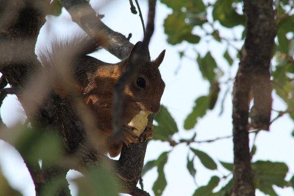 Sincabın meşe palamudu keyfi görüntülendi