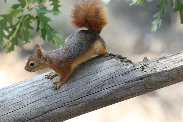 Foto - Sincabın meşe palamudu keyfi görüntülendi