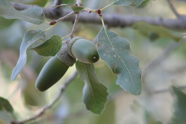Foto - Sincabın meşe palamudu keyfi görüntülendi