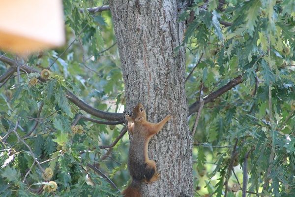 Foto - Sincabın meşe palamudu keyfi görüntülendi