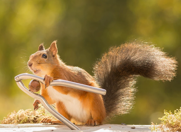 Foto - Sincaplar kamera arkasına geçti...