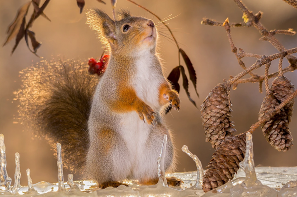 Foto - Sincaplar kamera arkasına geçti...