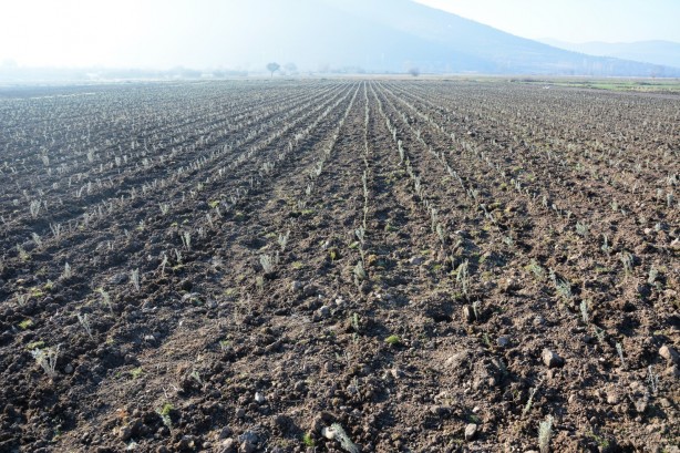 Foto - Sındırgı’da kök boya bitkileri toprakla buluşuyor