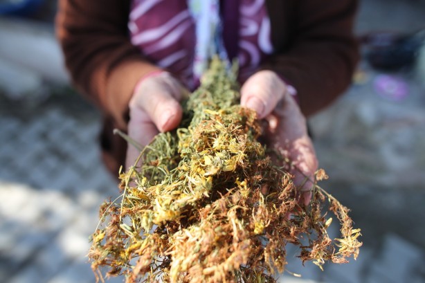 Foto - Sındırgı’da kök boya bitkileri toprakla buluşuyor