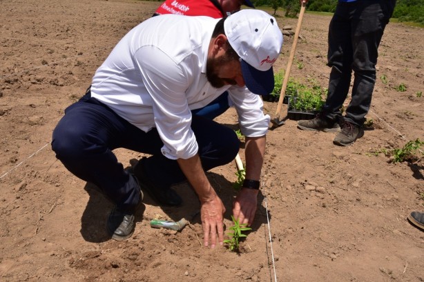 Foto - Sındırgı’da kök boya bitkileri toprakla buluşuyor
