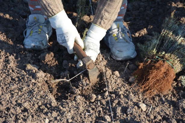 Foto - Sındırgı’da kök boya bitkileri toprakla buluşuyor