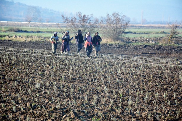 Foto - Sındırgı’da kök boya bitkileri toprakla buluşuyor
