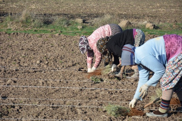 Foto - Sındırgı’da kök boya bitkileri toprakla buluşuyor