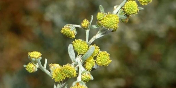 Foto - Sindirim dostu bitki! Uzmanından: Kovidsavar savaşçı bitki adayı! Kokusu bile zihni açan, 10 numara besin