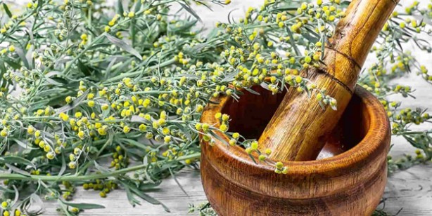 Foto - Sindirim dostu bitki! Uzmanından: Kovidsavar savaşçı bitki adayı! Kokusu bile zihni açan, 10 numara besin
