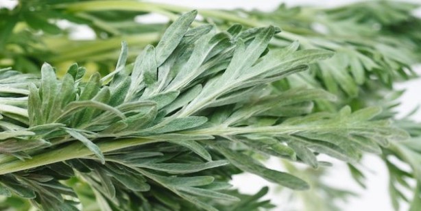 Foto - Sindirim dostu bitki! Uzmanından: Kovidsavar savaşçı bitki adayı! Kokusu bile zihni açan, 10 numara besin