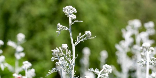 Sindirim dostu bitki! Uzmanından: Kovidsavar savaşçı bitki adayı! Kokusu bile zihni açan, 10 numara besin