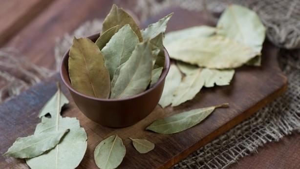 Foto - Sindirim sorunu olanlar dikkat! Defne yaprağının bu faydalarına çok şaşıracaksınız