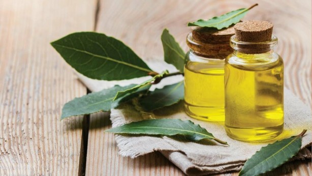 Foto - Sindirim sorunu olanlar dikkat! Defne yaprağının bu faydalarına çok şaşıracaksınız