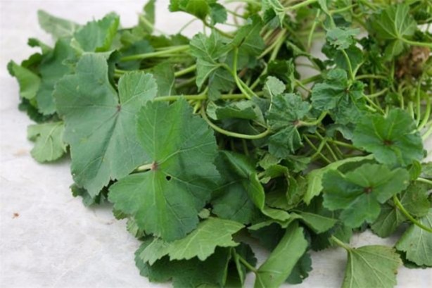 Foto - Sindirim sistemi dostu bitkiler