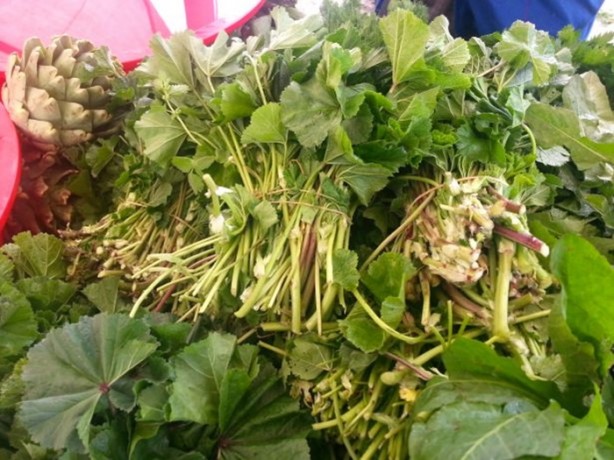 Foto - Sindirim sistemi dostu bitkiler