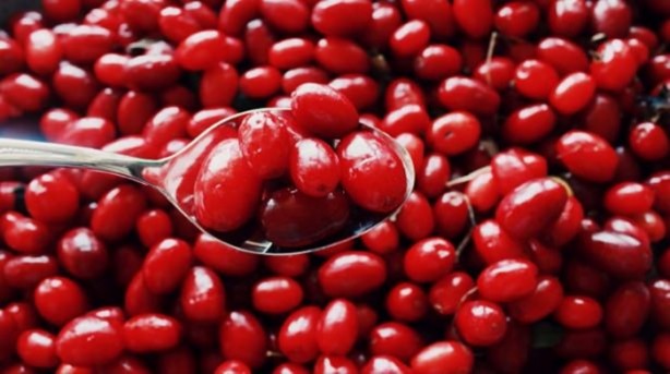 Foto - Sindirim sistemi dostu bitkiler