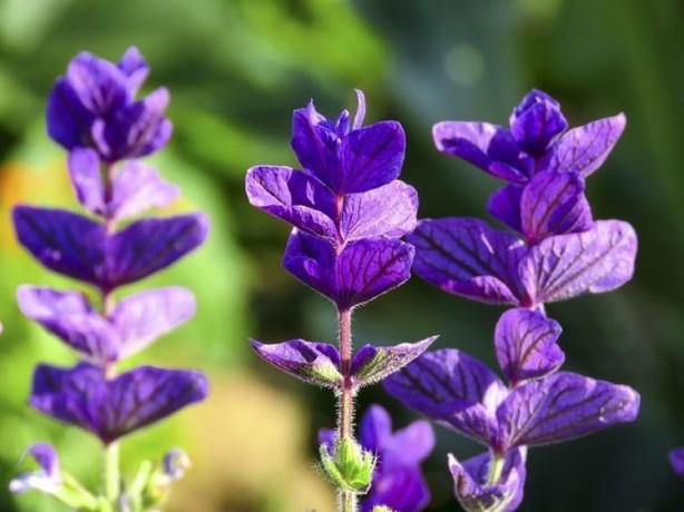 Foto - Sindirim sisteminin gizli kahramanı: Günde 1 bardak içen 20 yıl öksürmüyor!