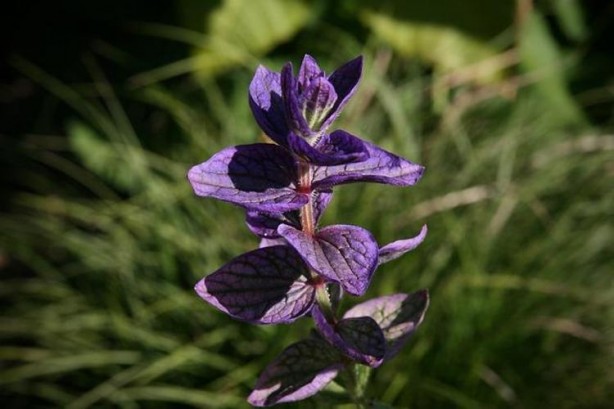 Foto - Sindirim sisteminin gizli kahramanı: Günde 1 bardak içen 20 yıl öksürmüyor!