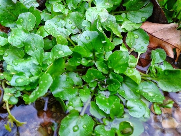 Foto - Sindirim sorunlarınız varsa...