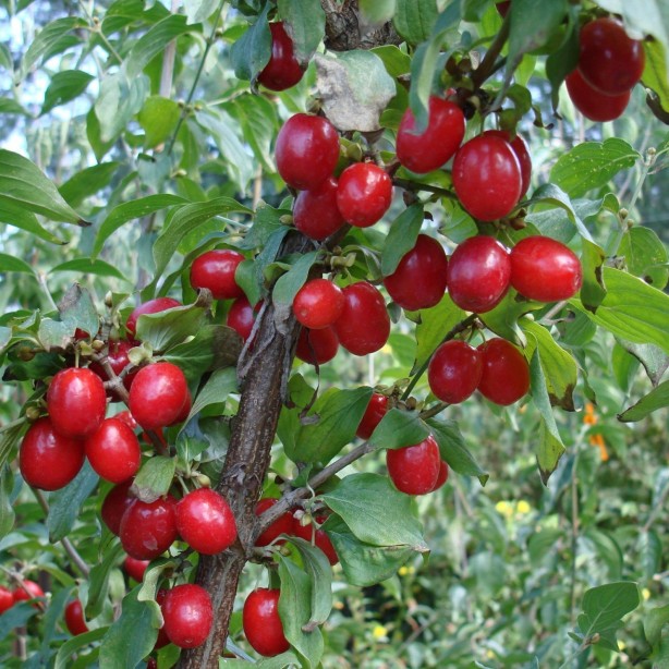 Foto - Sindirim sorunu çekenlere doğal çözüm
