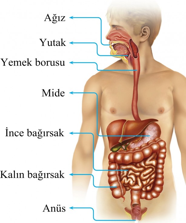 Sindirim sorunu yaşayanlar dikkat! Bu yiyecekler tam sizin için