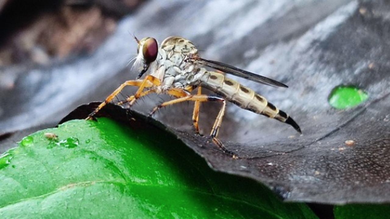 Foto - Ne sinek ne böcek evinizin eşiğine yaklaşamayacak: Bunu ilk defa duyacaksınız