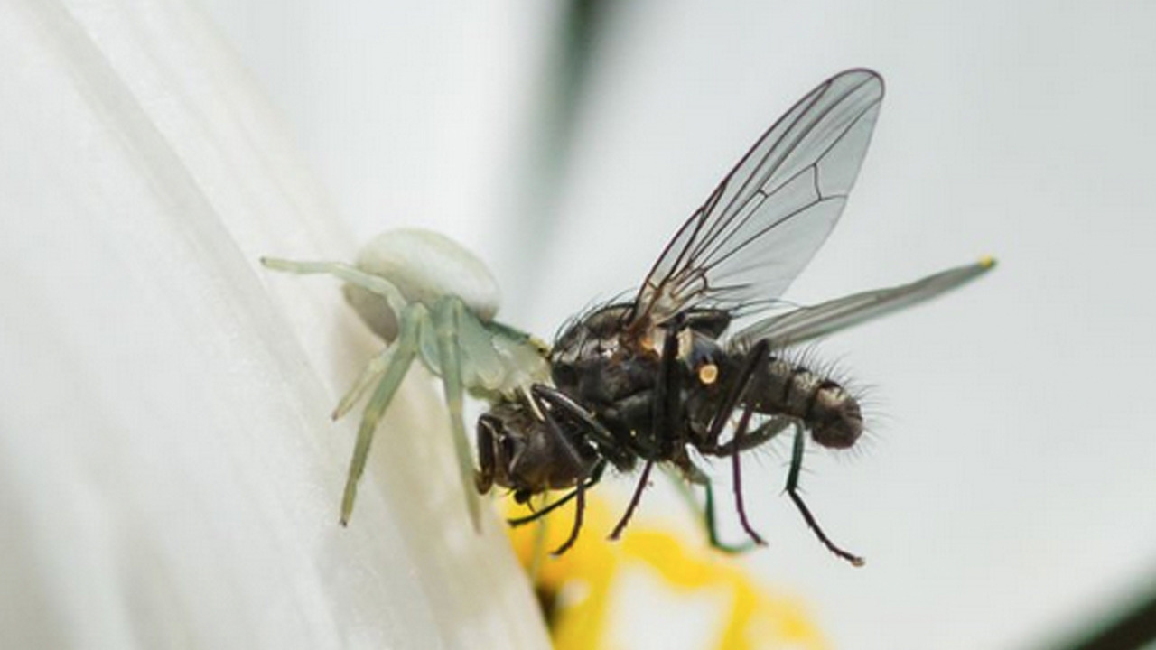 Ne sinek ne böcek evinizin eşiğine yaklaşamayacak: Bunu ilk defa duyacaksınız