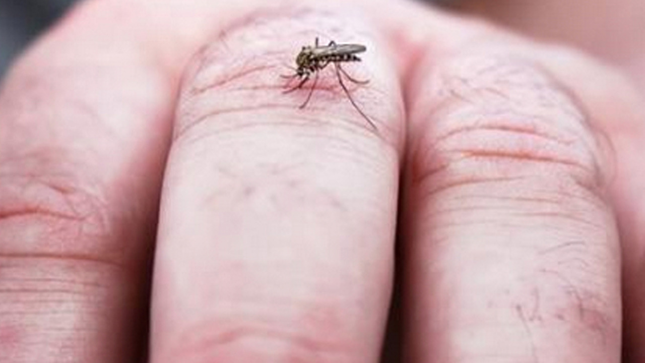 Foto - Ne sinek ne böcek evinizin eşiğine yaklaşamayacak: Bunu ilk defa duyacaksınız