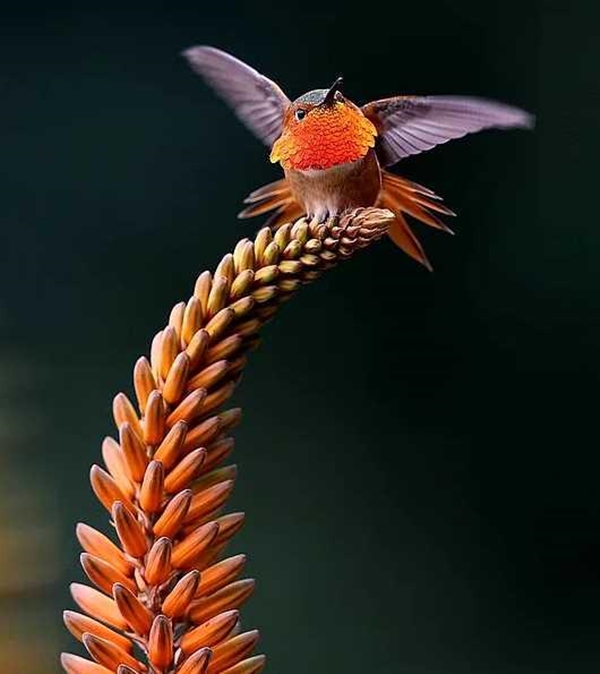 Foto - Sinek kuşuna hayran olacaksınız!