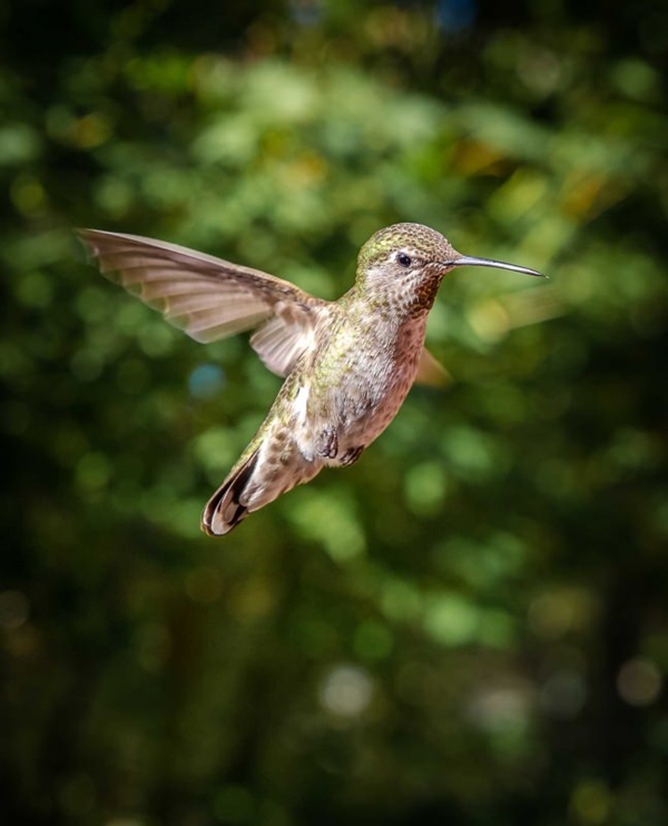 Foto - Sinek kuşuna hayran olacaksınız!