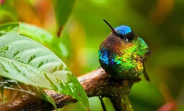 Foto - Sinek kuşuna hayran olacaksınız!