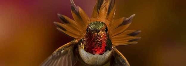 Foto - Sinek kuşuna hayran olacaksınız!